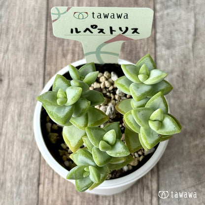 ルペストリス【tawawaハウス苗】