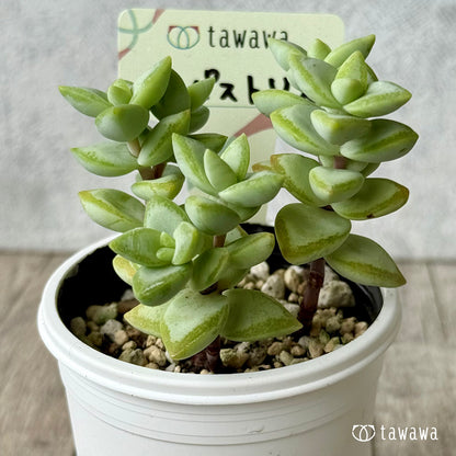 ルペストリス【tawawaハウス苗】