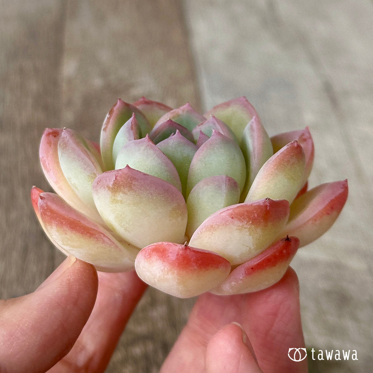 pygmy waterlily (Nymphaea tetragona)