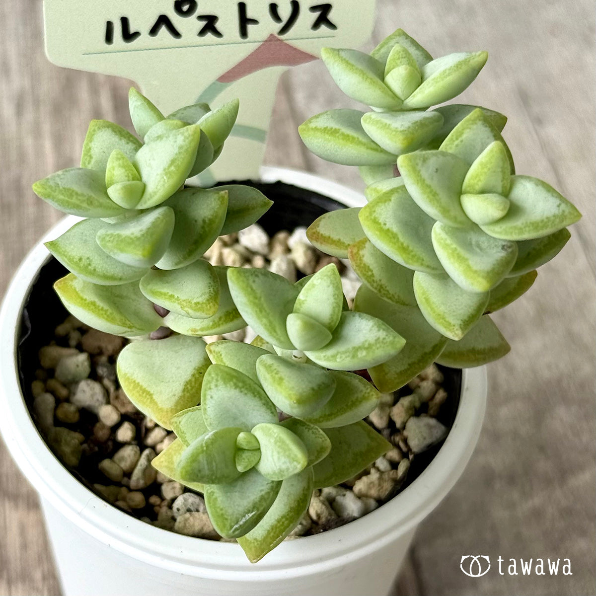 ルペストリス【tawawaハウス苗】