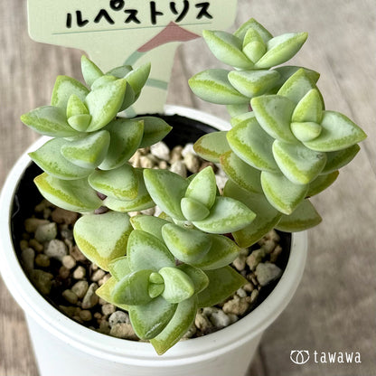 ルペストリス【tawawaハウス苗】