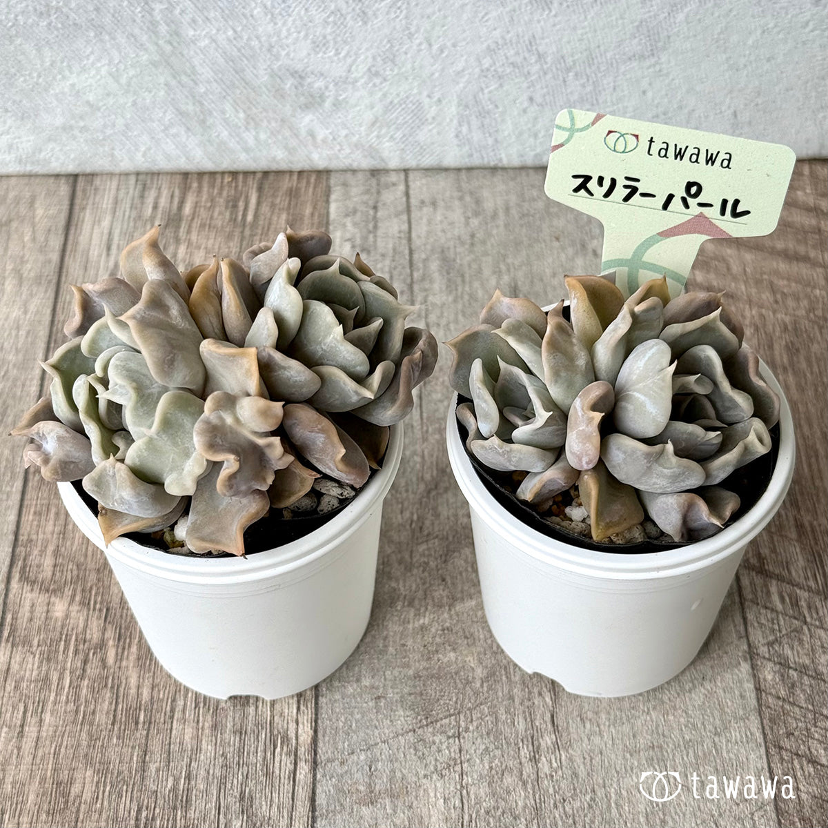 スリラーパール【tawawaハウス苗】