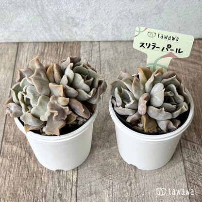 スリラーパール【tawawaハウス苗】