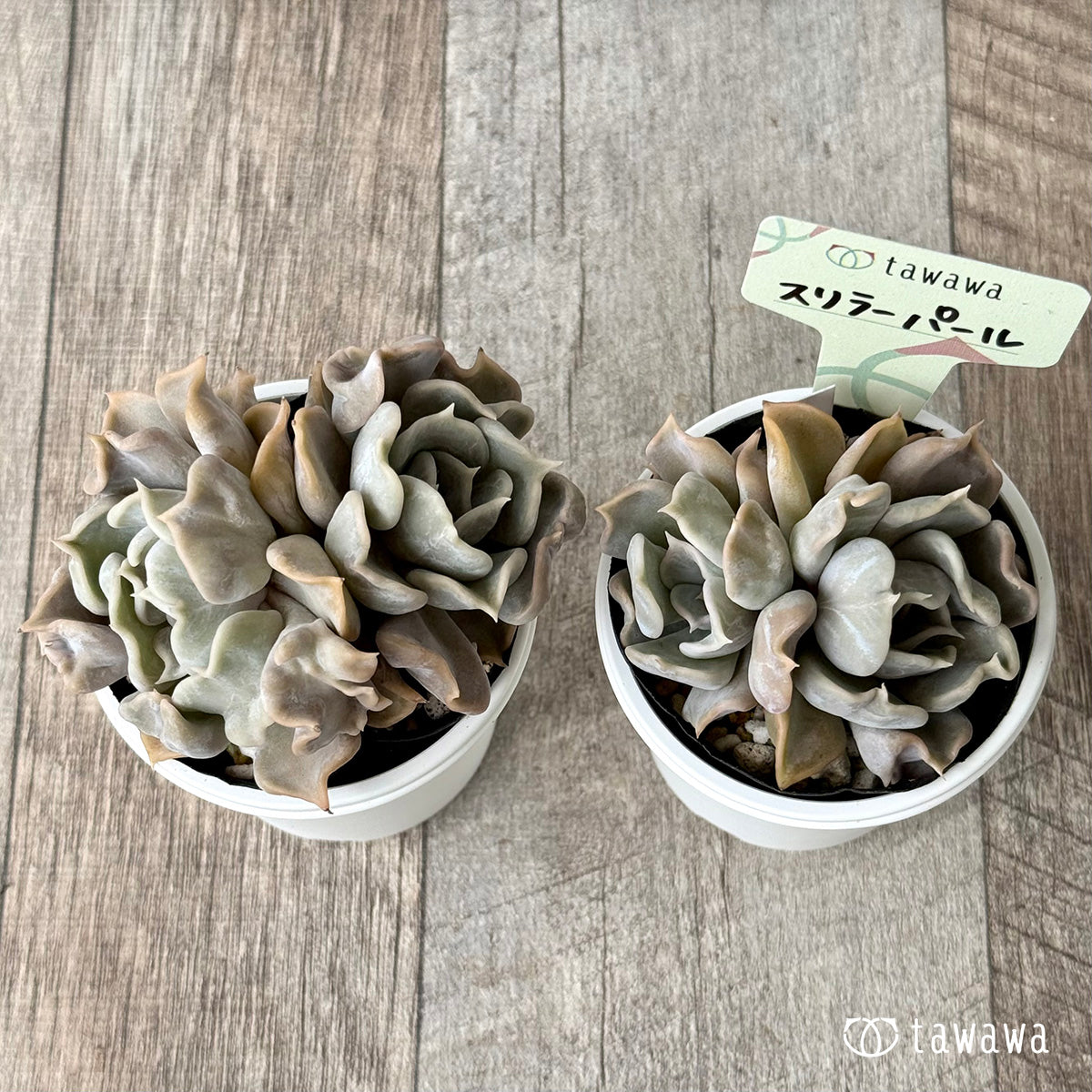 スリラーパール【tawawaハウス苗】