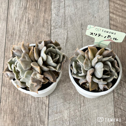 スリラーパール【tawawaハウス苗】