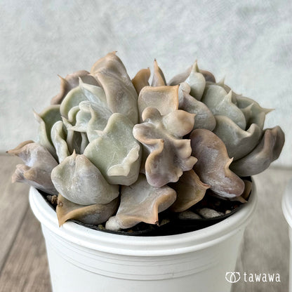 スリラーパール【tawawaハウス苗】