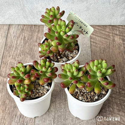 ルビーティント【tawawaハウス苗】