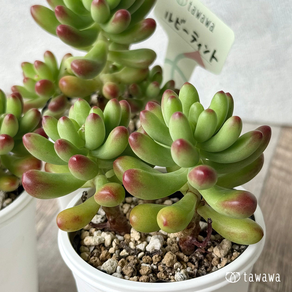 ルビーティント【tawawaハウス苗】