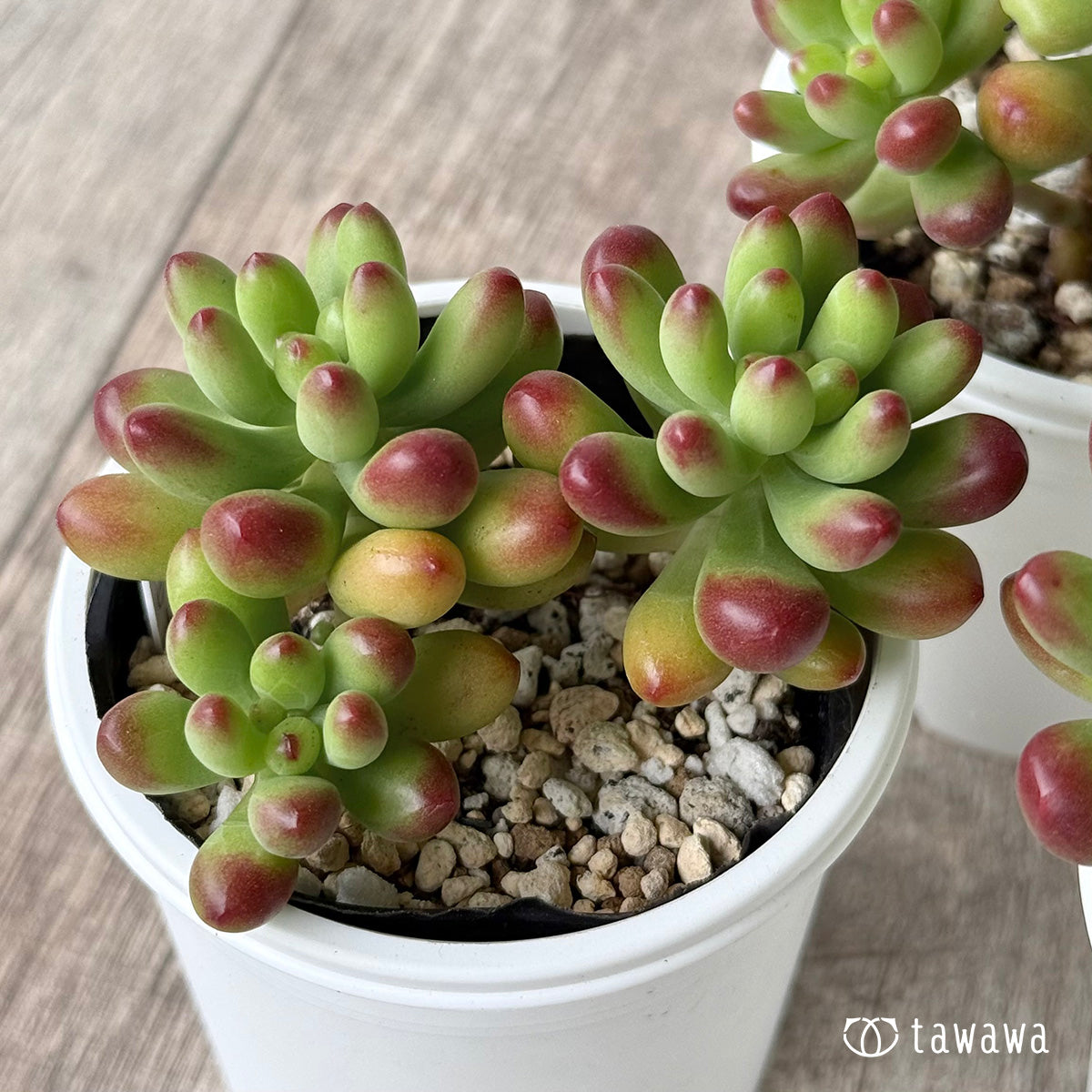 ルビーティント【tawawaハウス苗】