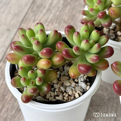 ルビーティント【tawawaハウス苗】