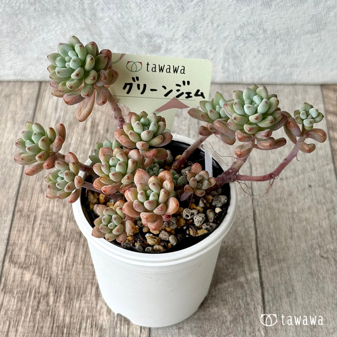 グリーンジェム【tawawaハウス苗】