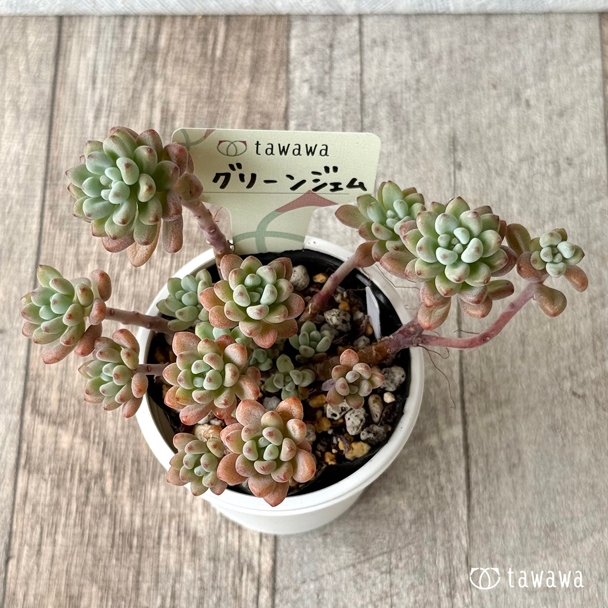 グリーンジェム【tawawaハウス苗】