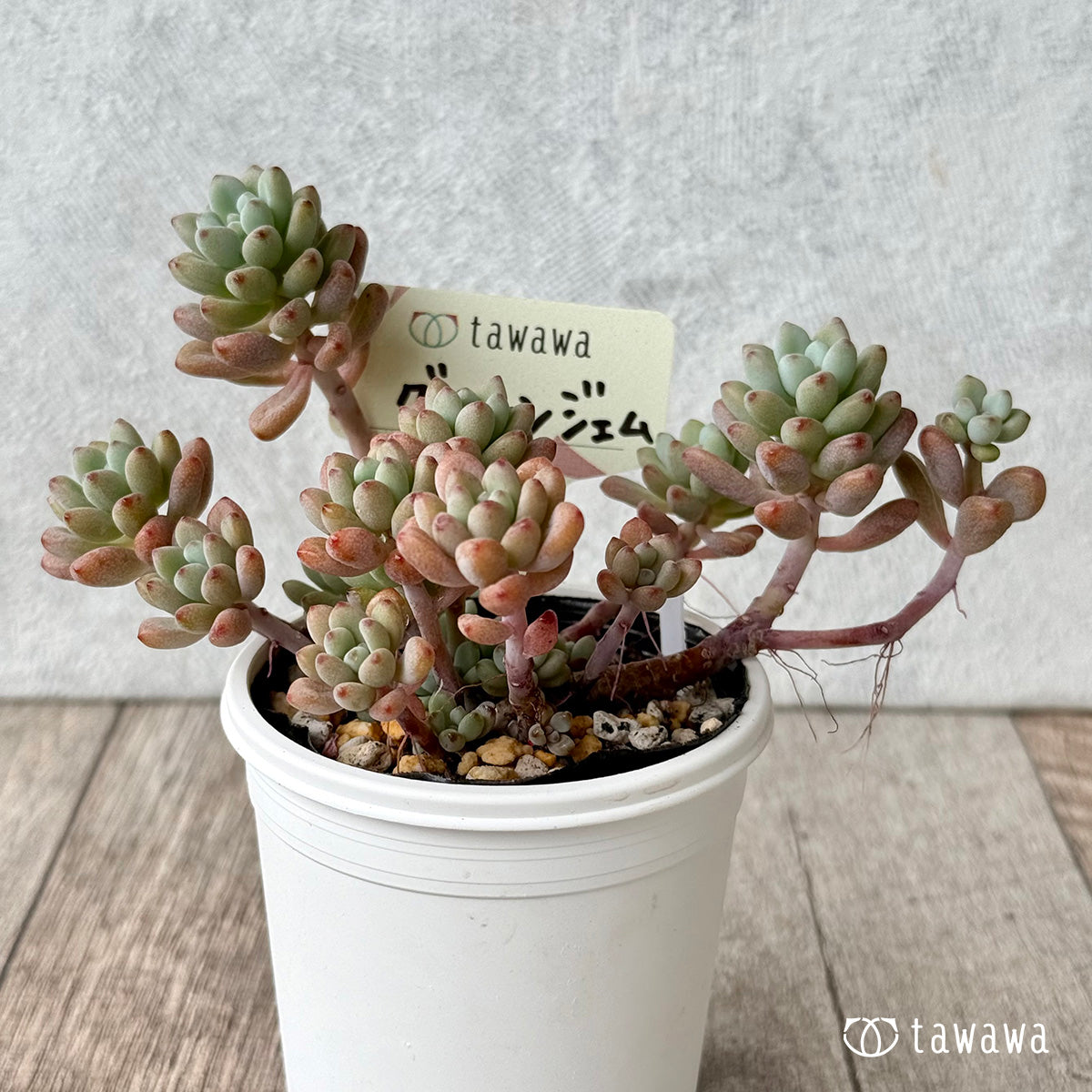 グリーンジェム【tawawaハウス苗】