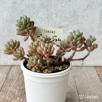 グリーンジェム【tawawaハウス苗】