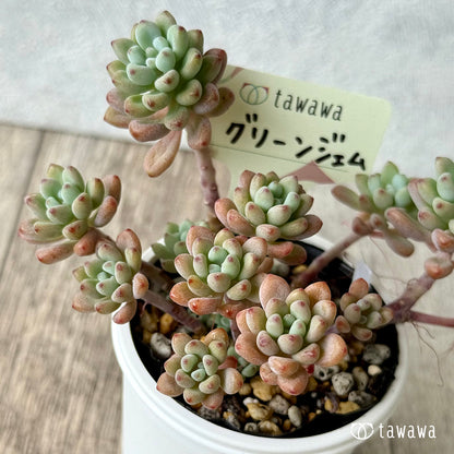 グリーンジェム【tawawaハウス苗】