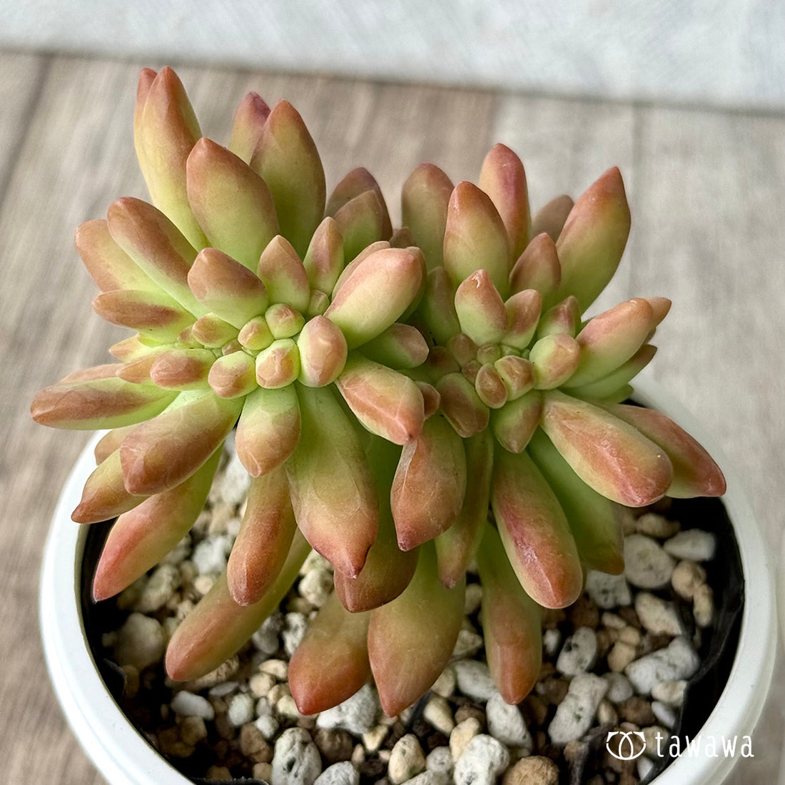 アドルフィ綴化　【tawawaハウス苗】