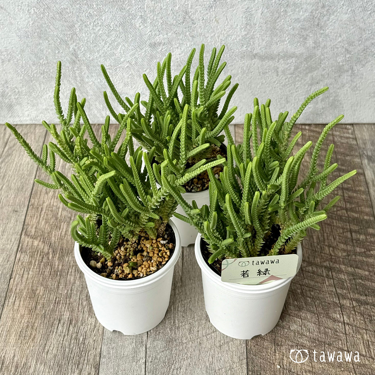 若緑【tawawaハウス苗】