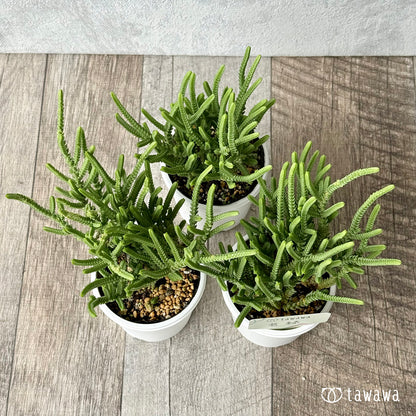 若緑【tawawaハウス苗】