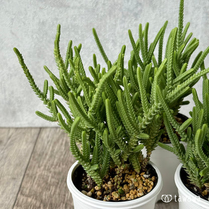 若緑【tawawaハウス苗】