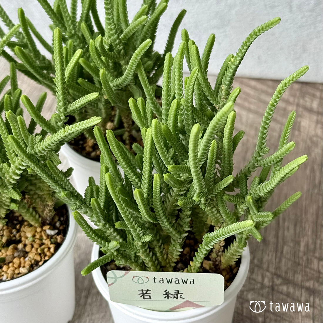 若緑【tawawaハウス苗】