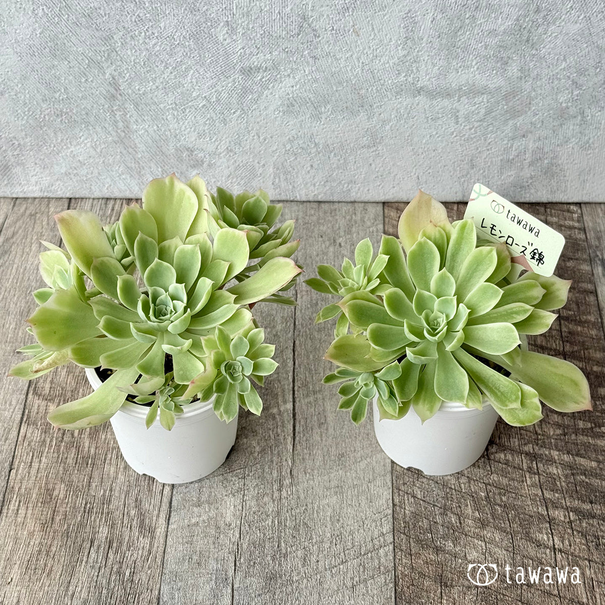 レモンローズ錦　【tawawaハウス苗】