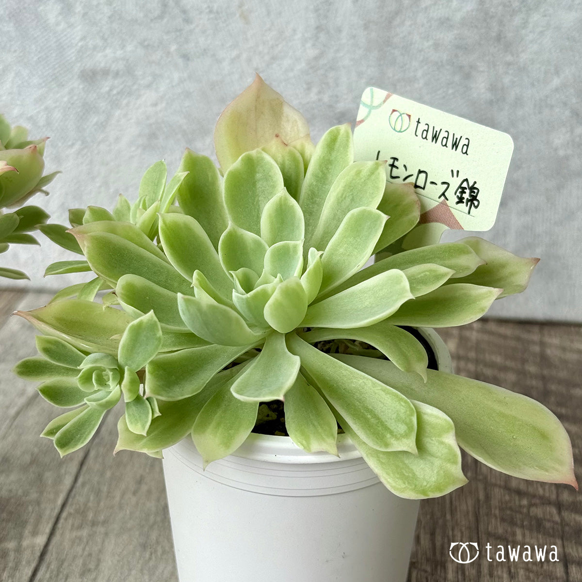 レモンローズ錦　【tawawaハウス苗】