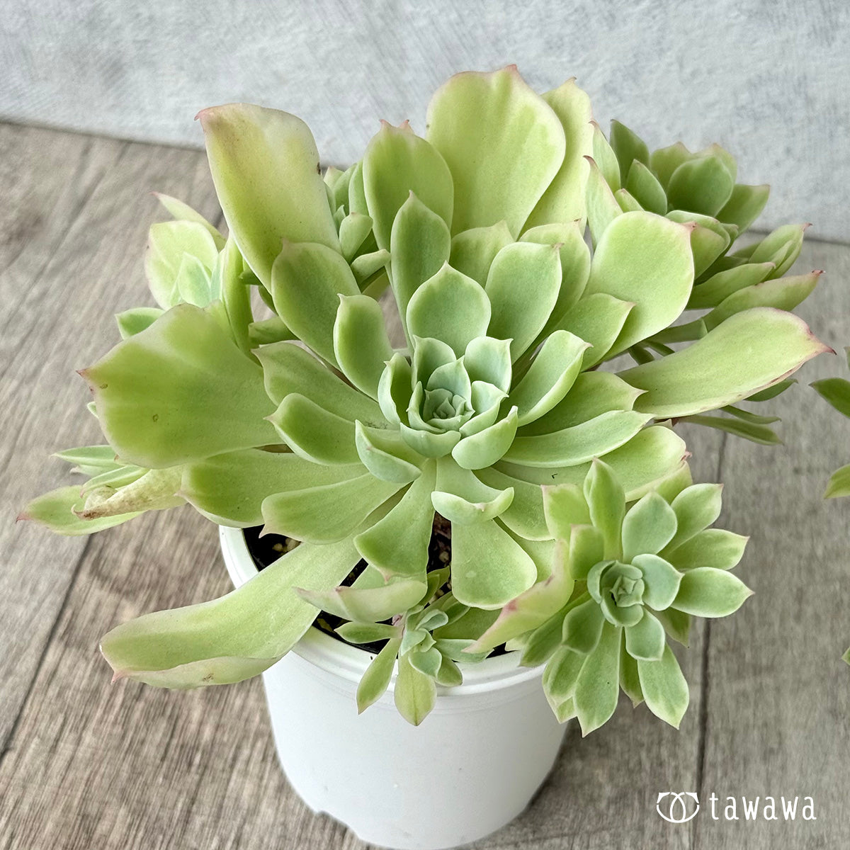 レモンローズ錦　【tawawaハウス苗】