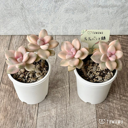 ティテュバンス錦【tawawaハウス苗】