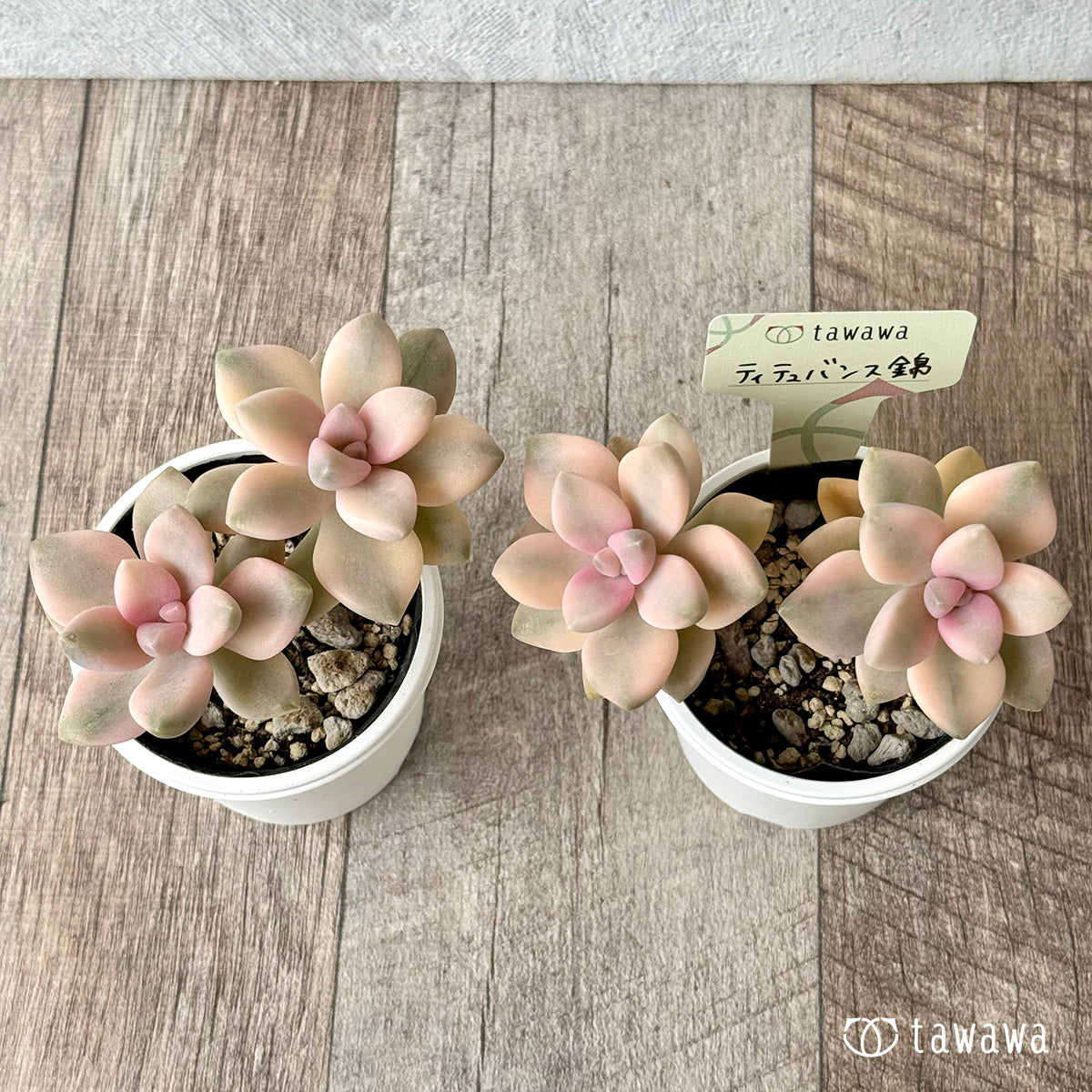 ティテュバンス錦【tawawaハウス苗】