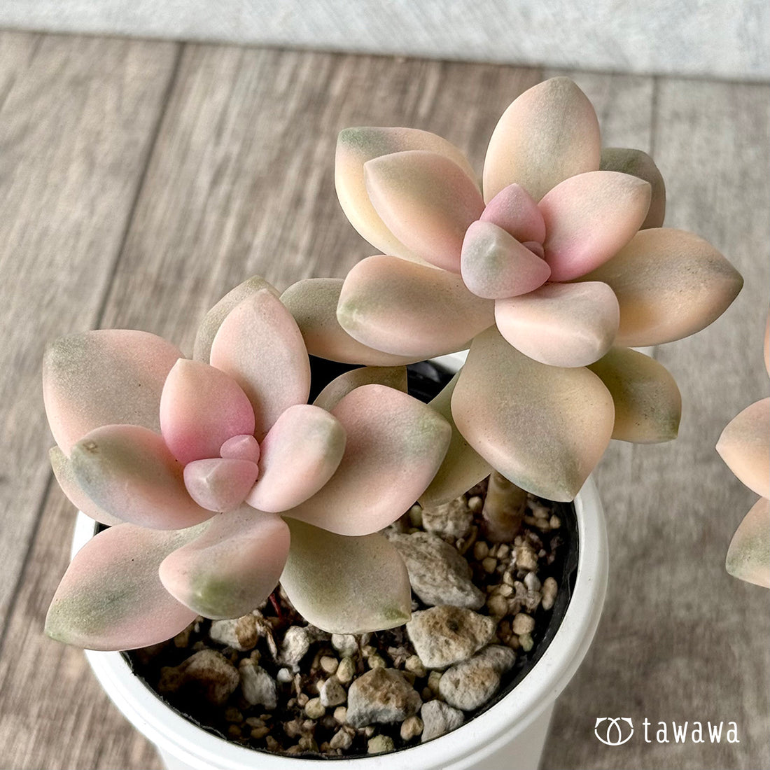 ティテュバンス錦【tawawaハウス苗】