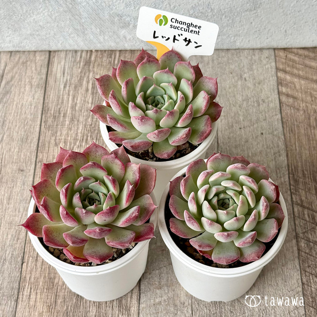 ＊新発売＊　レッドサン①（チャンヒー農園）【tawawaハウス苗】