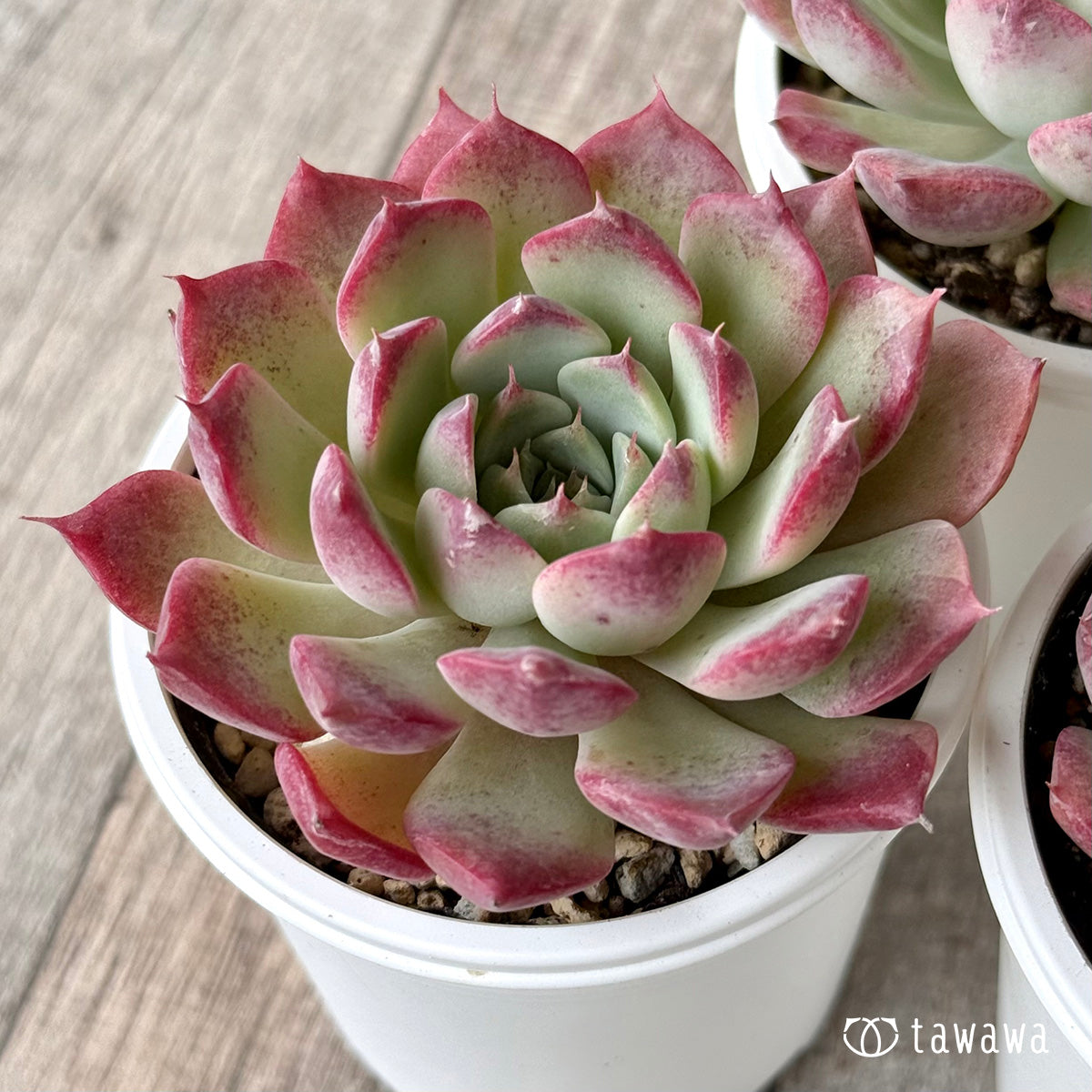 【チャンフィ苗@1980】キスミー(5頭) チャンフィ苗@1980】キスミー(5頭) キスミー （チャンヒー農園苗