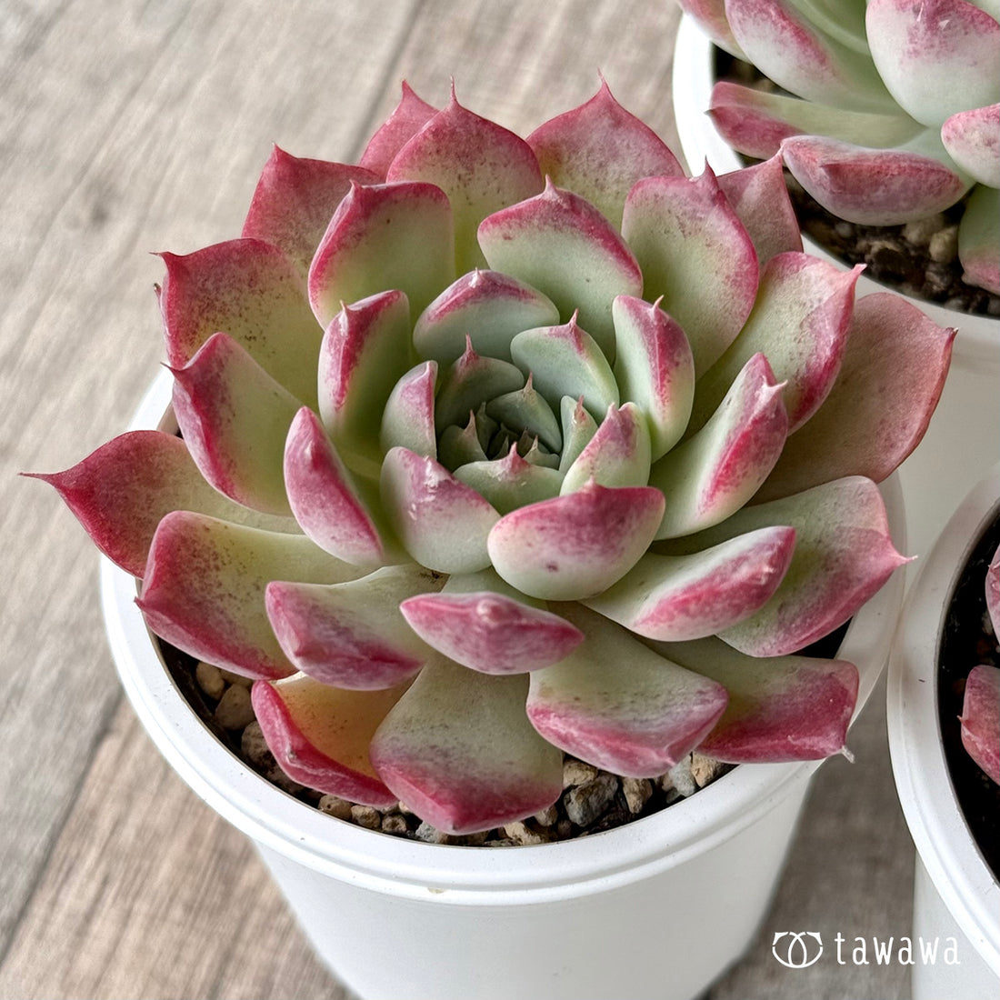 レッドサン①（チャンヒー農園）【tawawaハウス苗】