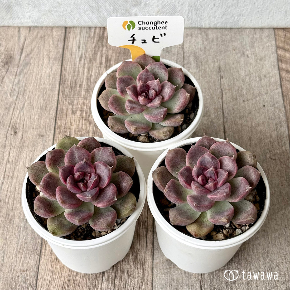 チュビ(チャンヒー農園)【tawawaハウス苗】