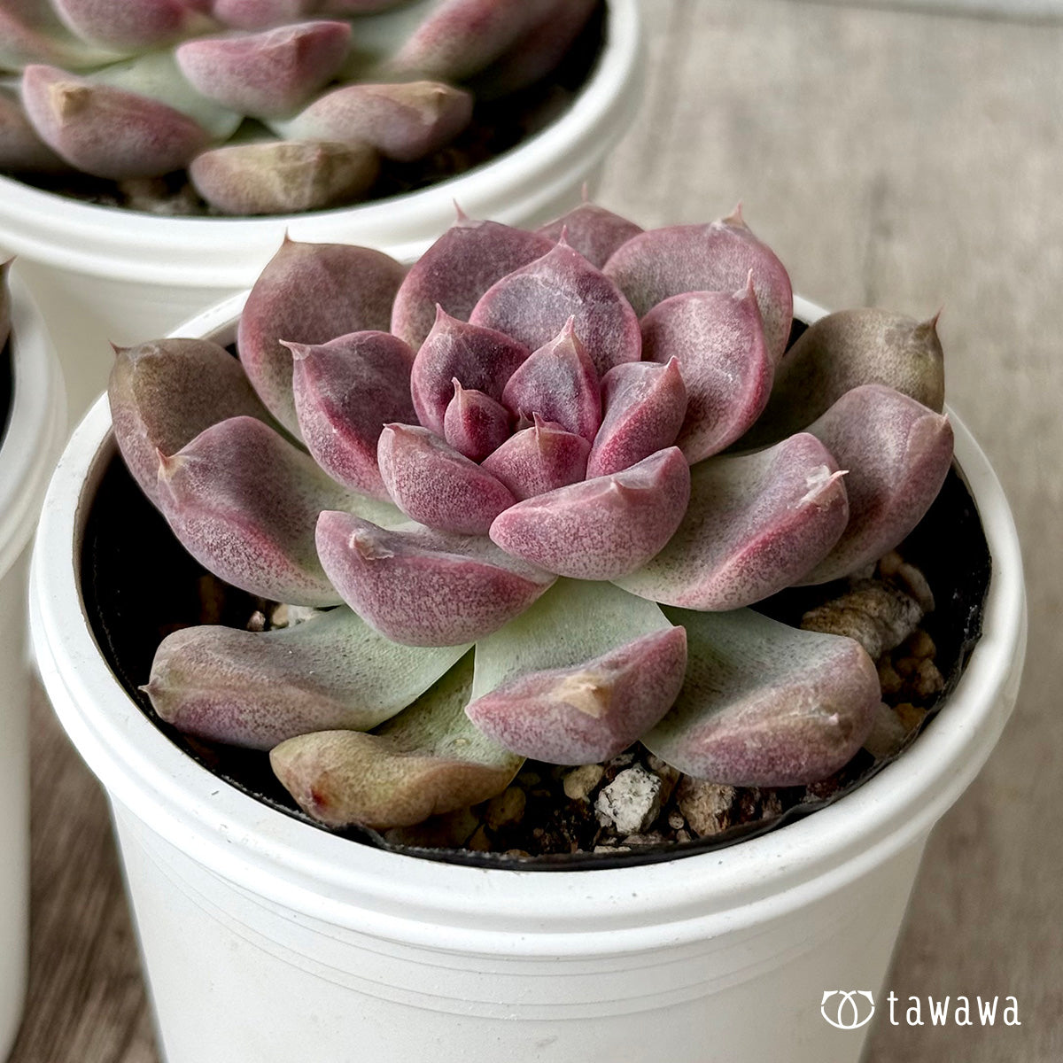 チュビ（チャンヒー農園）【tawawaハウス苗】