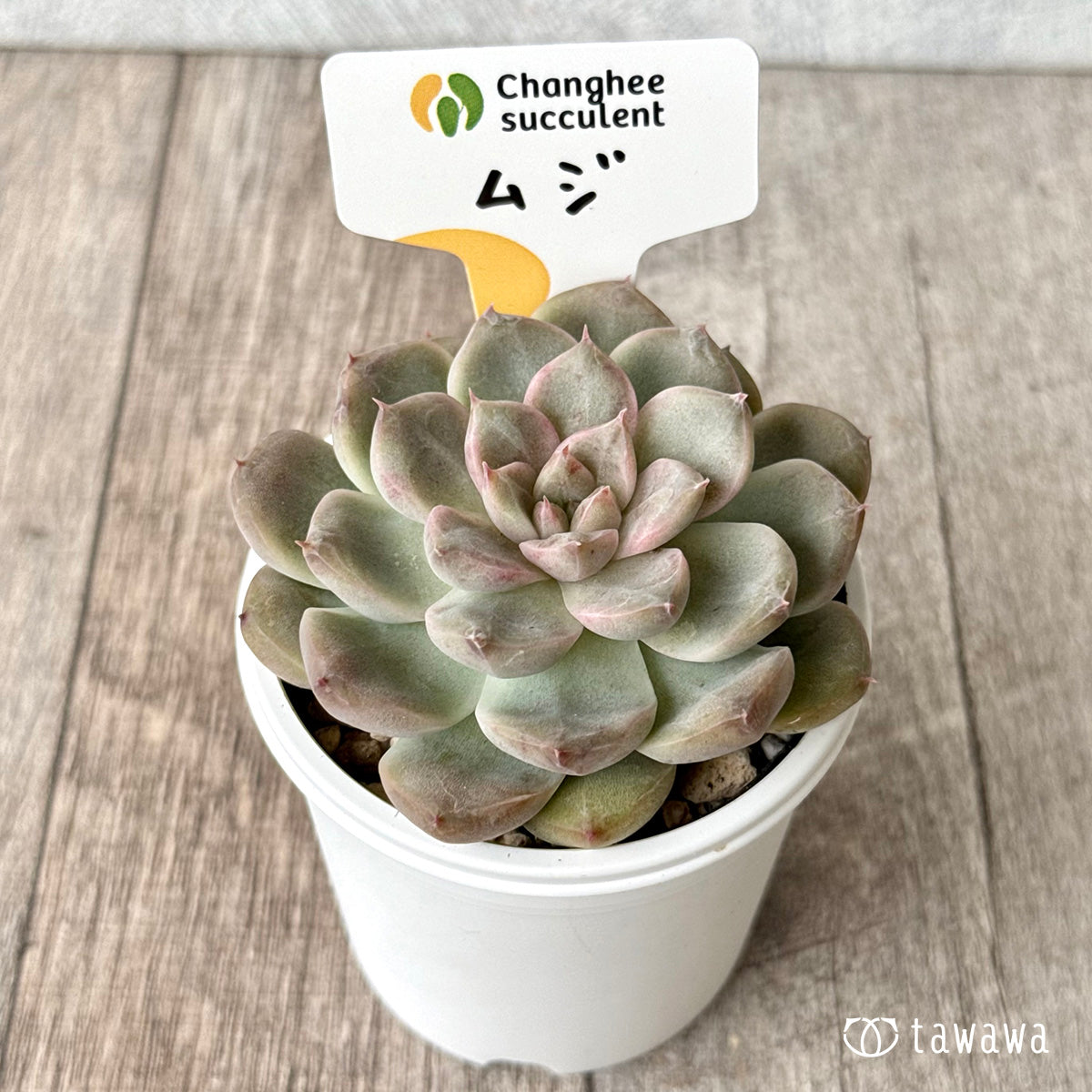 ムジ（チャンヒー農園）【tawawaハウス苗】