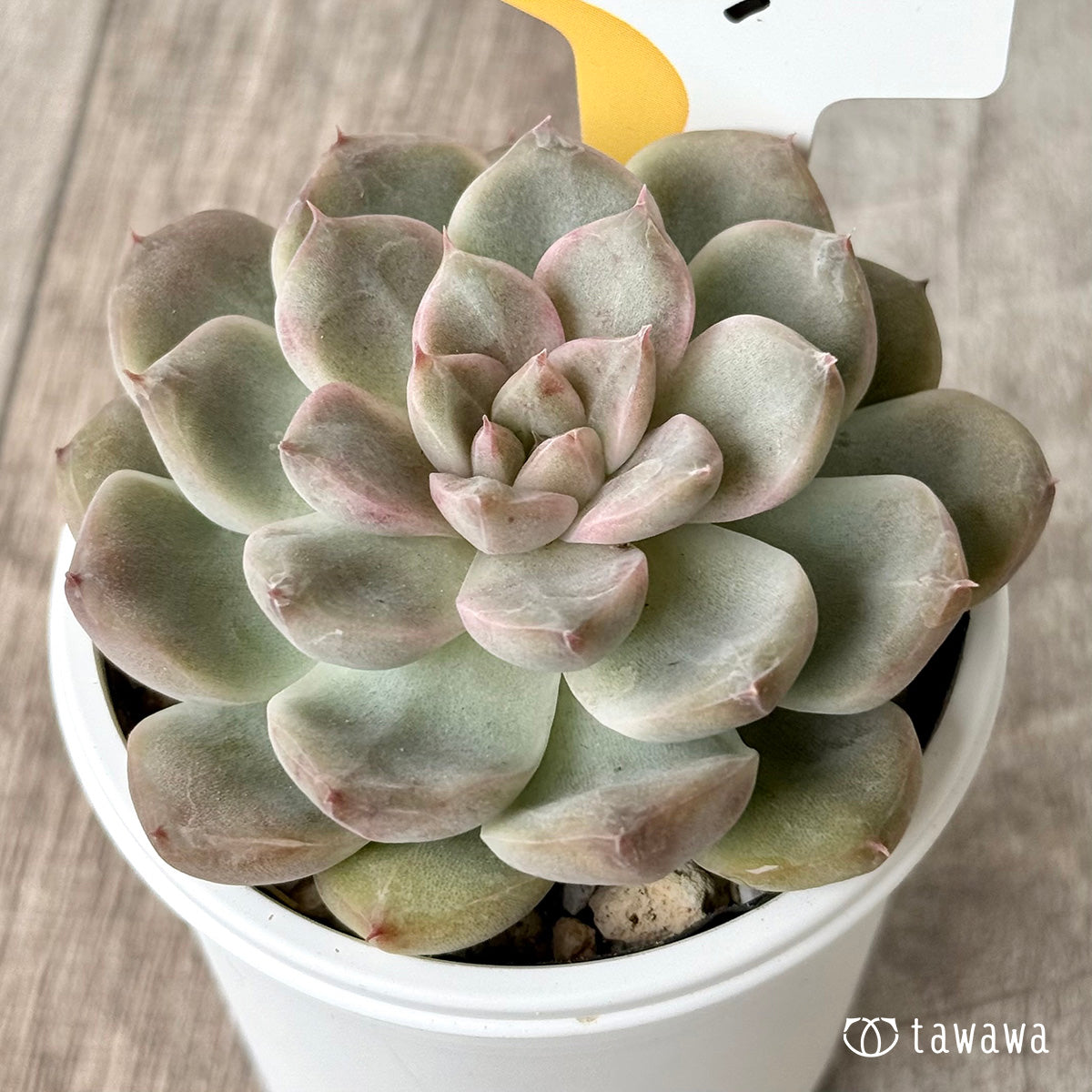 ムジ（チャンヒー農園）【tawawaハウス苗】