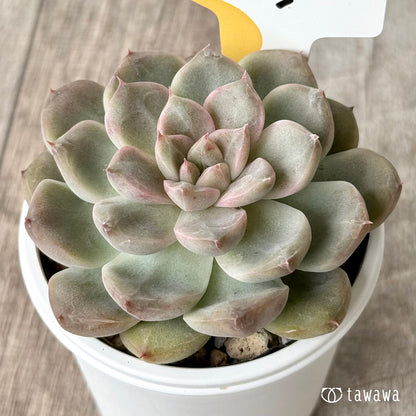 ムジ（チャンヒー農園）【tawawaハウス苗】