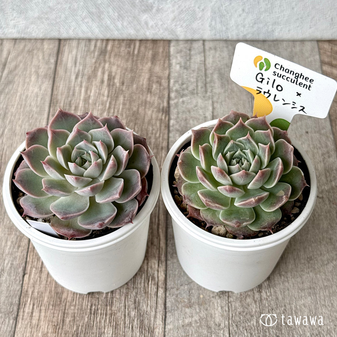 New Arrivals: Ice Green