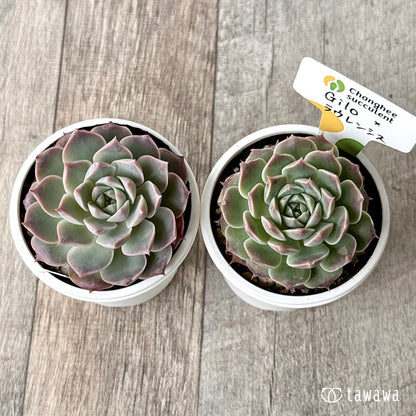 New Arrivals: Ice Green