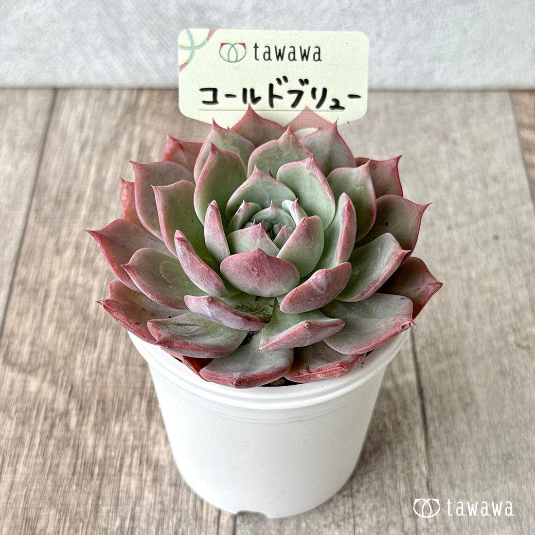 コールドブリュー【tawawaハウス苗】