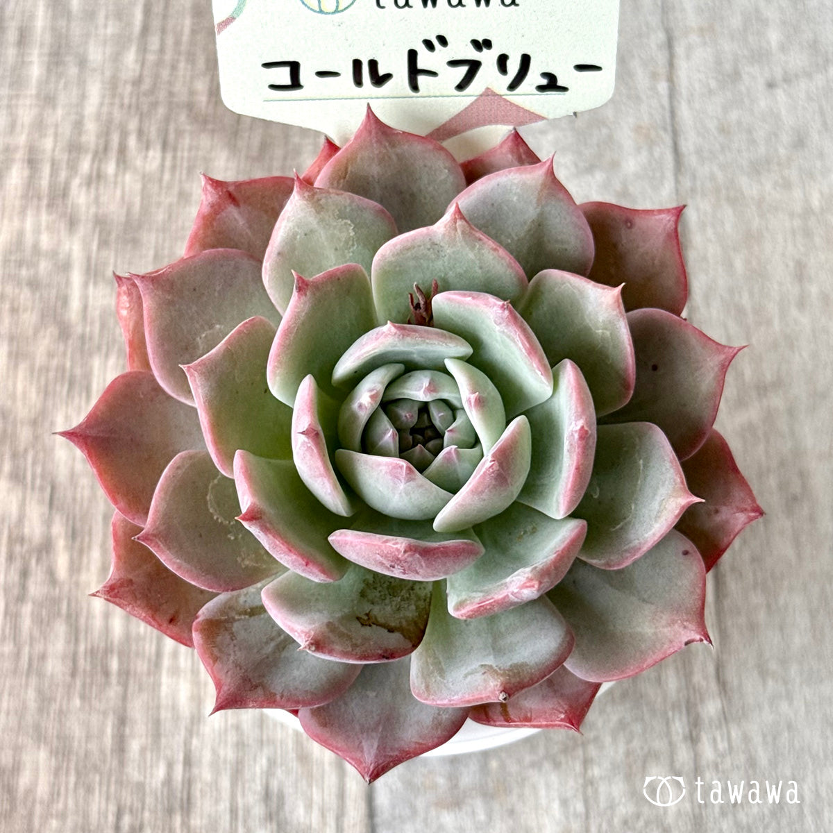 コールドブリュー【tawawaハウス苗】