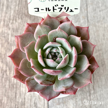 コールドブリュー【tawawaハウス苗】
