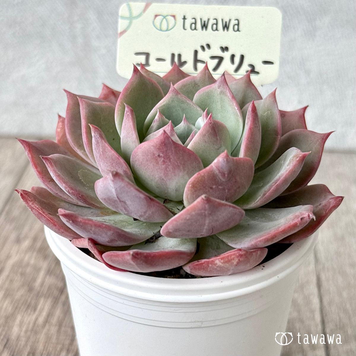 コールドブリュー【tawawaハウス苗】