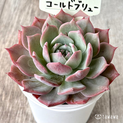 コールドブリュー【tawawaハウス苗】