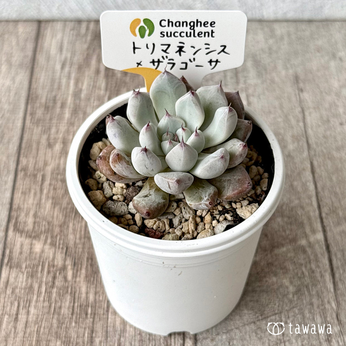 New Arrivals: Ice Green