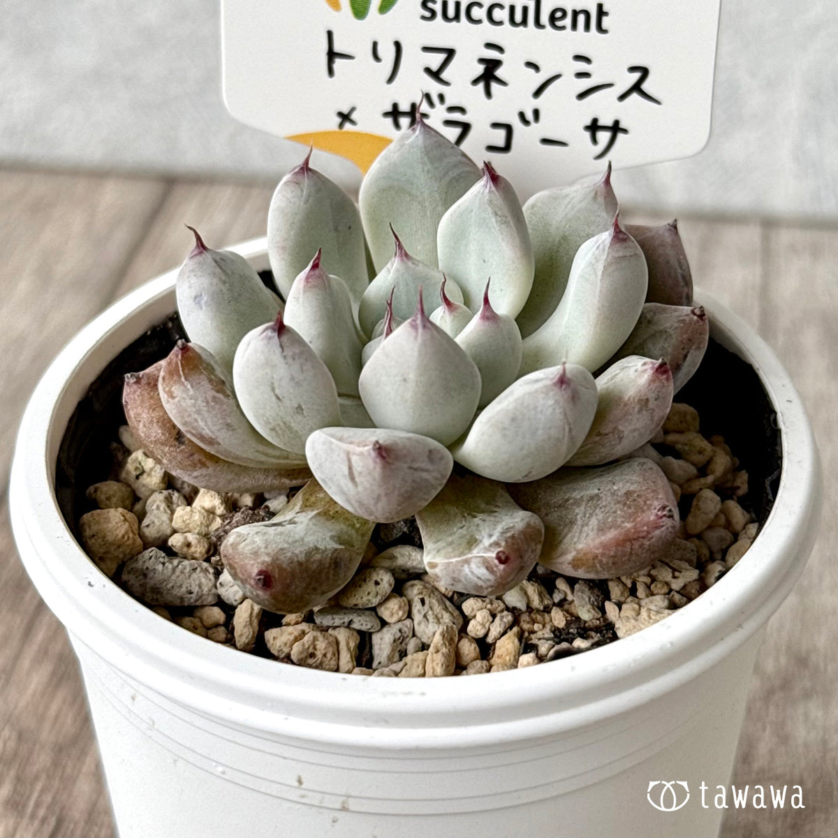 トリマネンシス×ザラゴーサ（チャンヒー農園）【tawawaハウス苗】