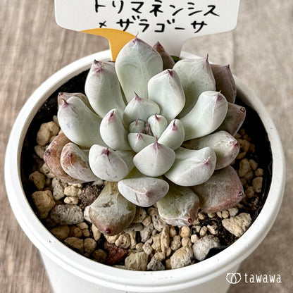 トリマネンシス×ザラゴーサ（チャンヒー農園）【tawawaハウス苗】