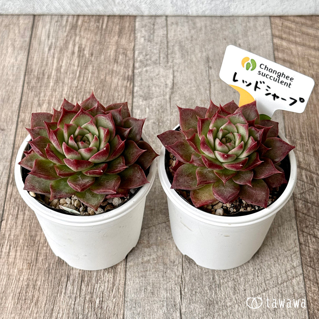 *新発売* レッドシャープ(チャンヒー農園)【tawawaハウス苗】