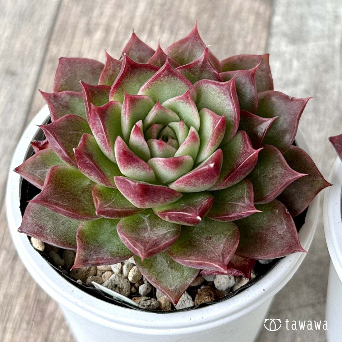 レッドシャープ（チャンヒー農園）【tawawaハウス苗】